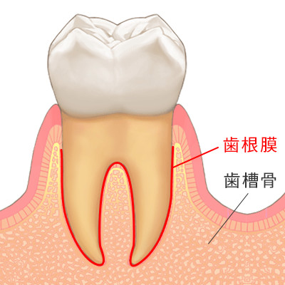 グラグラと揺れる歯は「歯根膜」に問題あり